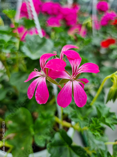 Fototapeta Naklejka Na Ścianę i Meble -  A beautiful geraniums flowers outdoors