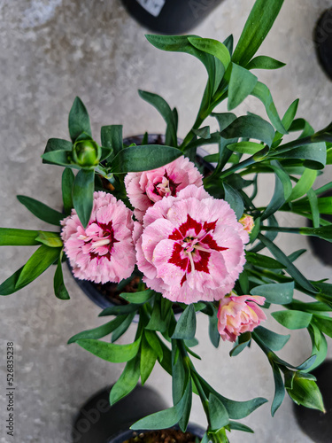A beautiful carnations flow...
