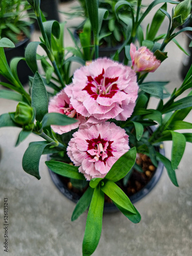 A beautiful carnations flow...