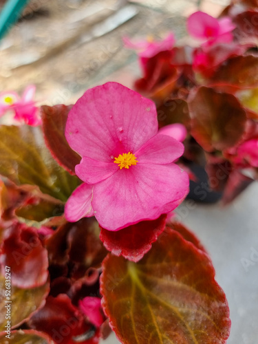 A beautiful begonia flowers...