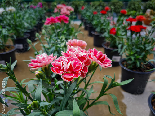 A beautiful carnations flow...