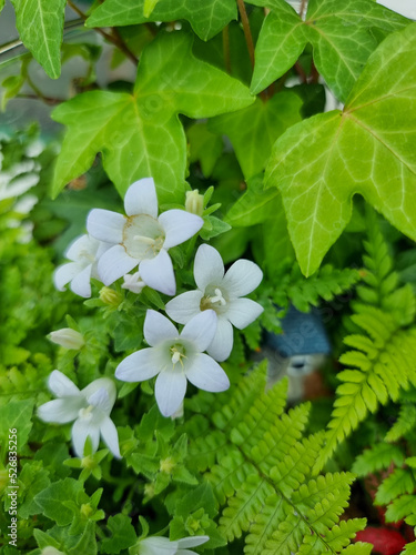Beautiful flowers in the ga...