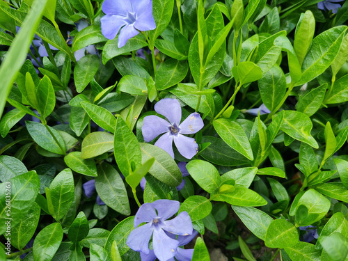 A beautiful Periwinkle flow...