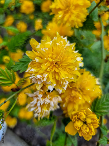 Beautiful flowers in the ga...
