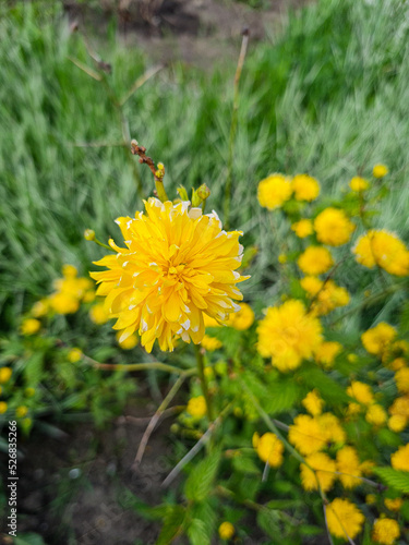 Beautiful flowers in the ga...