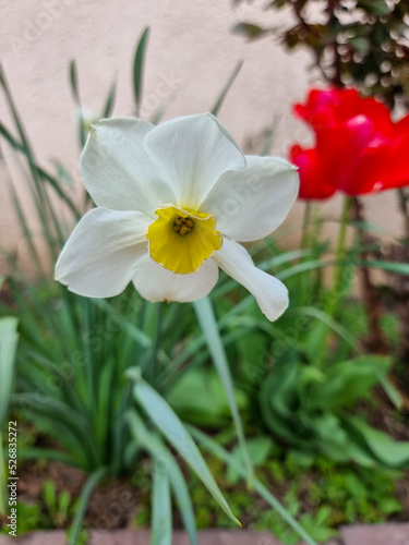 A beautiful narcissus flowers outdoors