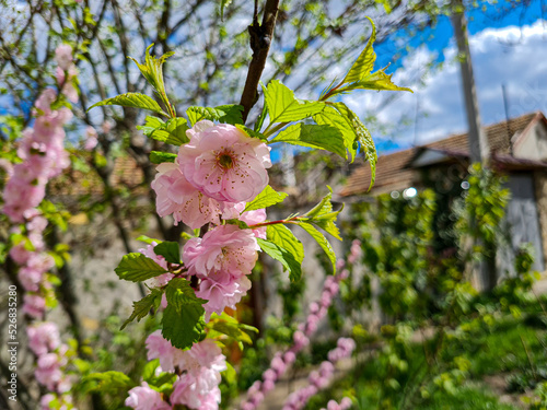 Beautiful sakura flowers