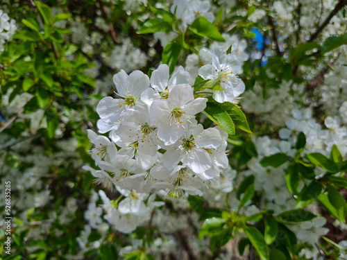 Beautiful sakura flowers