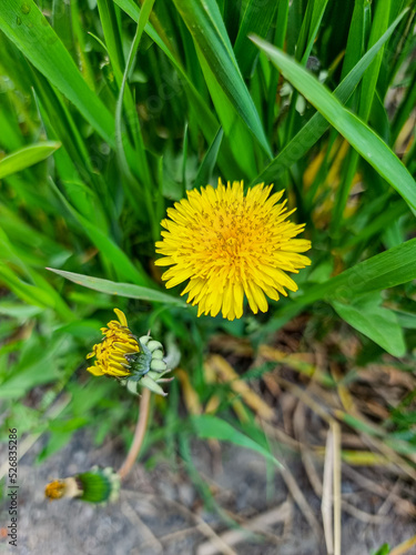 A beautiful dandelions flow...