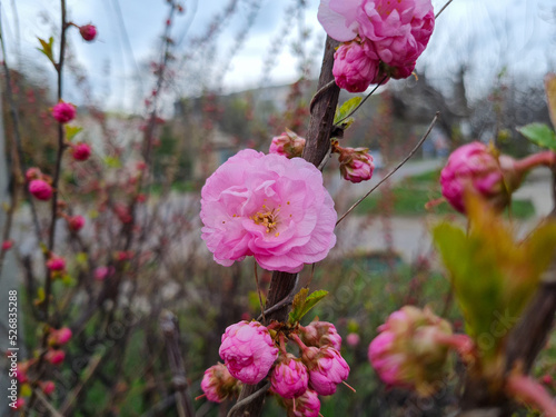 Beautiful sakura flowers