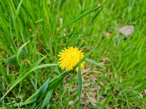A beautiful dandelions flow...