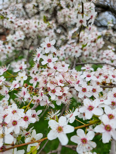 Beautiful sakura flowers