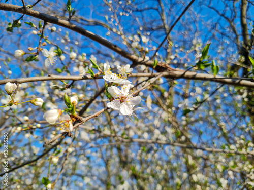 Beautiful sakura flowers