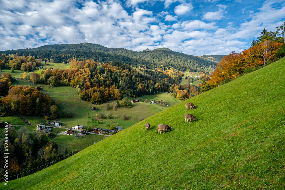 Glückliche Kühe in den Alpen Glückliche Kühe in den Alpen