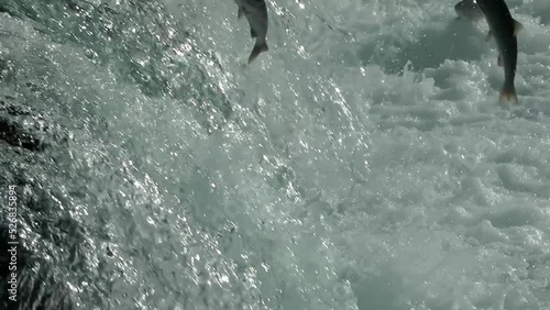 salmon fish jumping upstream, Brooks Falls, close up
North America Wildlife and Nature, Brooks Falls - Katmai National Park, Alaska, 2022
 photo