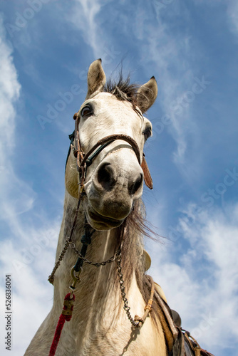 A white horse posing for a portrait.