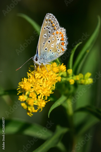 Butterfly sipping nectar from yellow flowers close-up
