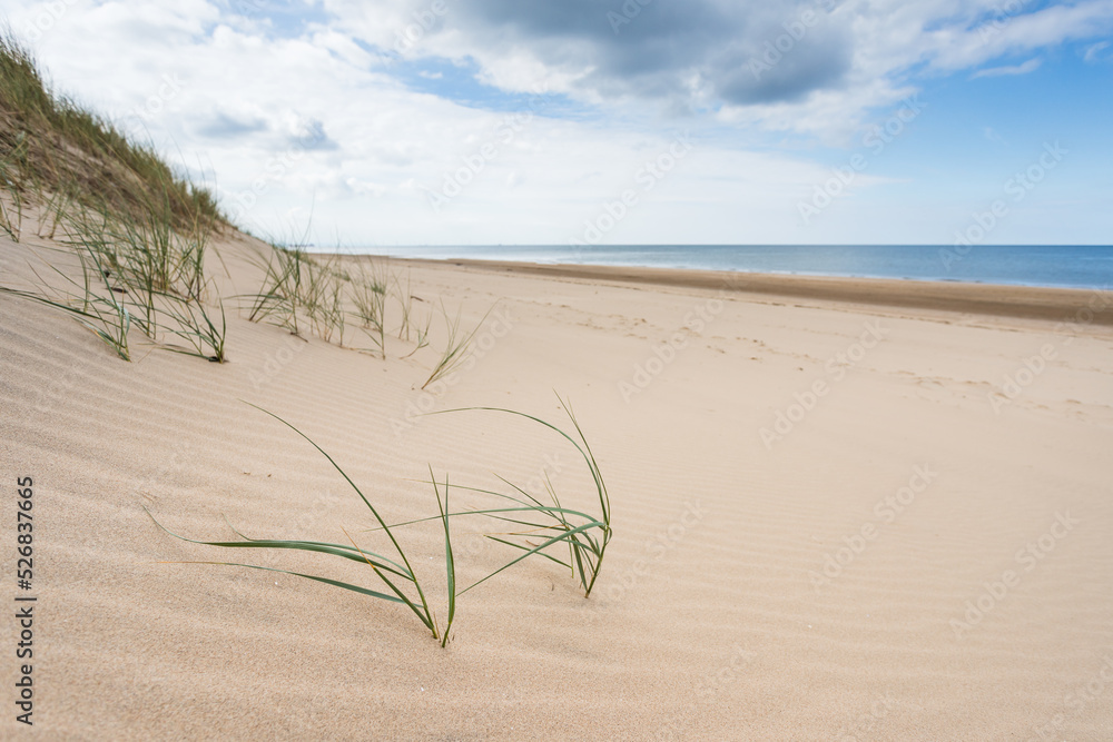 Marram grass poking through Formby beach Marram grass poking through Formby beach