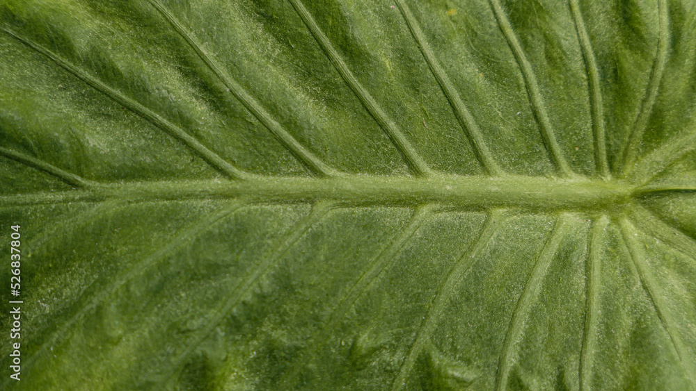 Close up of Green leaf texture Close up of Green leaf texture