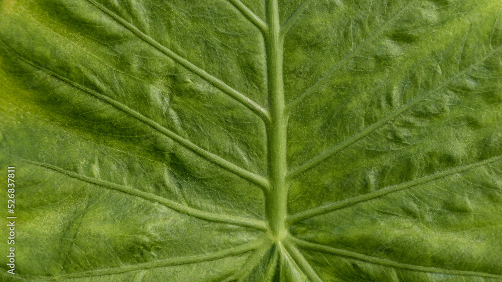 Close up of Green leaf texture Close up of Green leaf texture