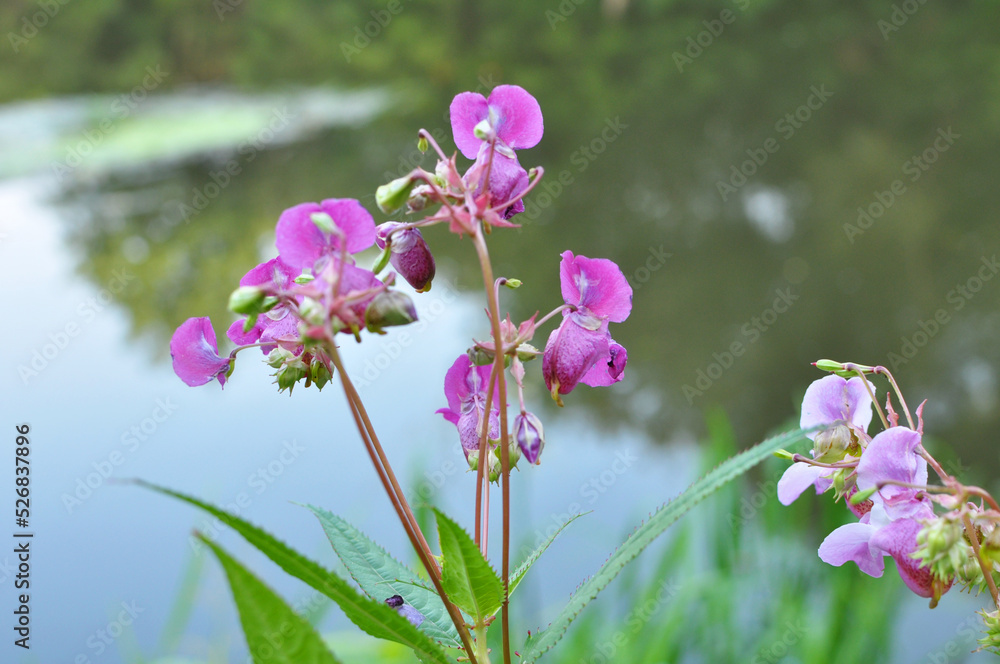 Impatiens glandulifera grows in the wild Impatiens glandulifera grows in the wild