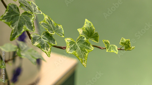Green leaves wall backgroun...