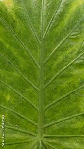 Close up of Green leaf texture