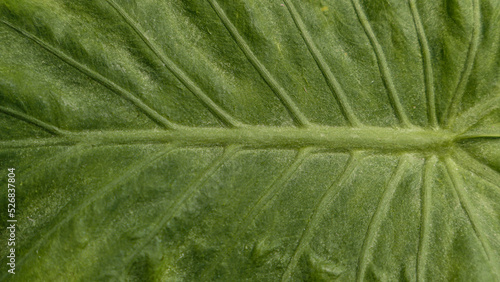 Close up of Green leaf texture