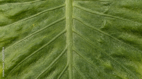 Close up of Green leaf texture