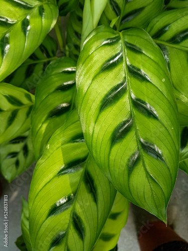 Green leaves wall backgroun...