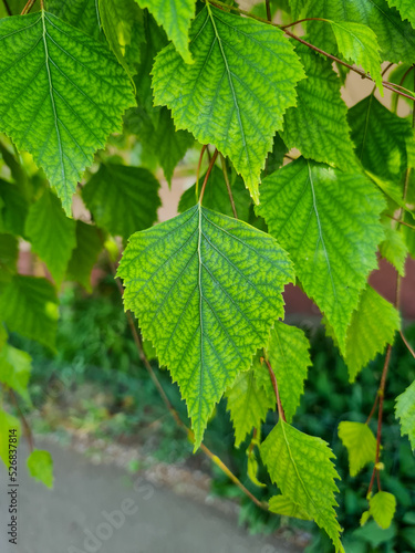 Green leaves wall backgroun...