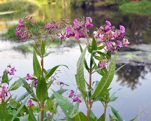 Impatiens glandulifera grows in the wild photo