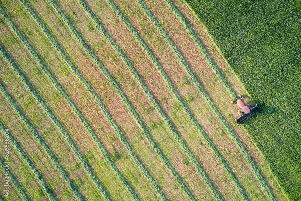 Harvesting green feed for cattle. Aerial view of a green field with
