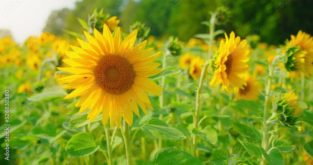 Beautiful close-up shot of a sunflower gently swaying in the wind on a sunny day. Agriculture flowering field. Natural colors of nature. Relax calm peaceful landscape. Beautiful close-up shot of a sunflower gently swaying in the wind on a sunny day. Agriculture flowering field. Natural colors of nature. Relax calm peaceful landscape.
