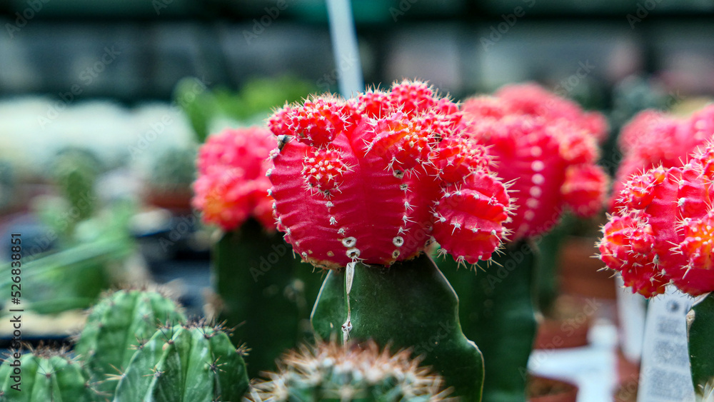 Miniature home flowers succulents and cactus in the greenhouse Nature background Miniature home flowers succulents and cactus in the greenhouse Nature background