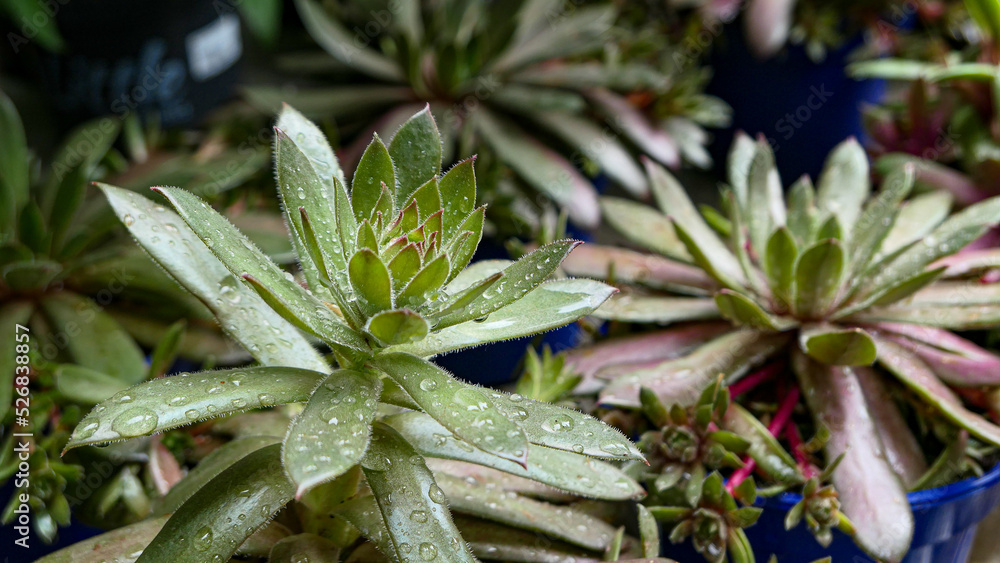 Miniature home flowers succulents and cactus in the greenhouse Nature background Miniature home flowers succulents and cactus in the greenhouse Nature background