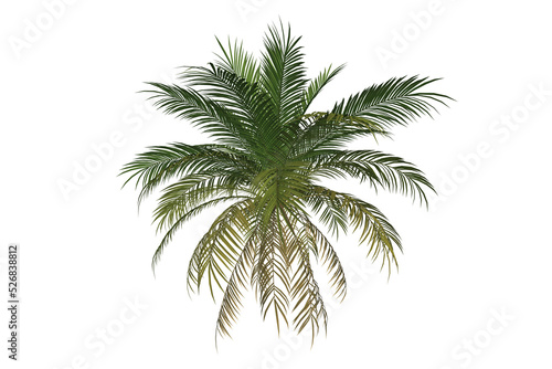 Palm Tree Leaves Transparent Background. Isolated Graphic 3D Render