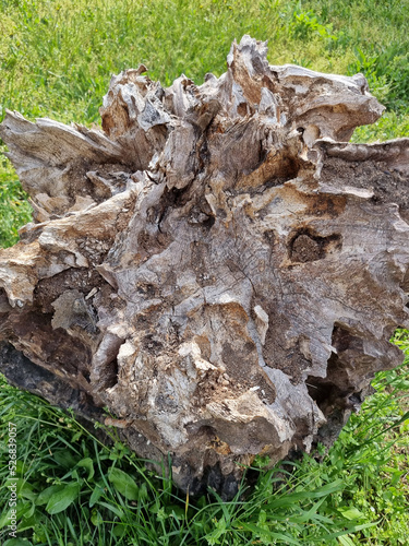 Old rotten stump against th...