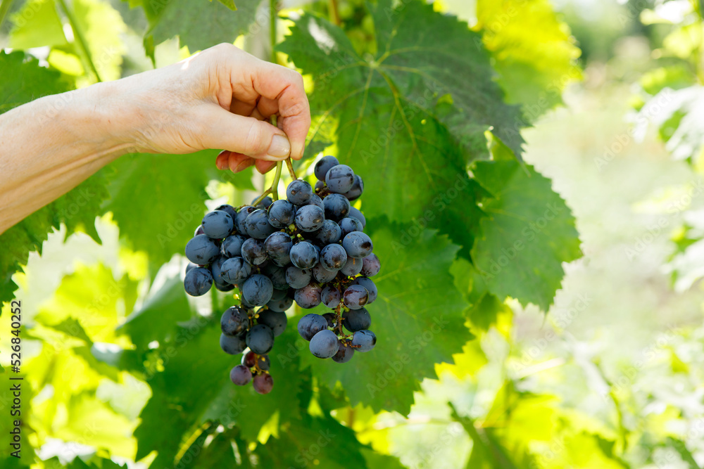 The hand holds a ripe brush of black grapes on a background of green leaves.