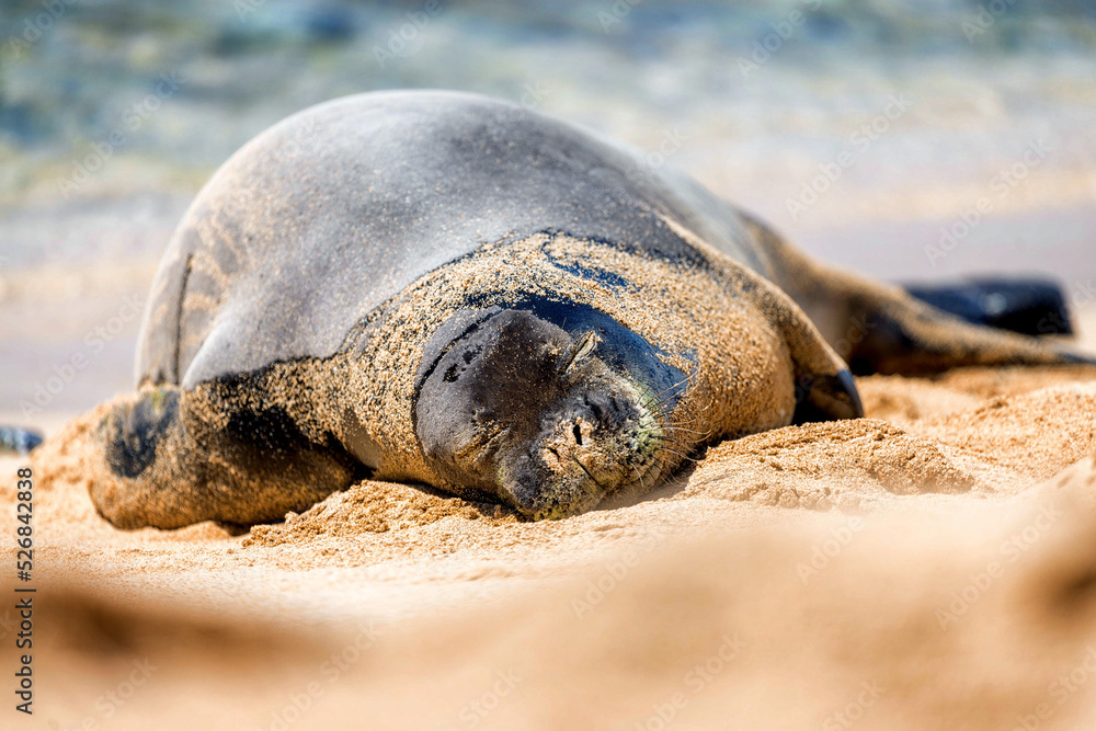 Fototapeta premium Lazy Seal sun bathing on the beach in Maui