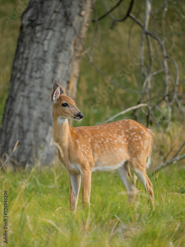 whitetail deer fawn in the woods © rwbrandstetter