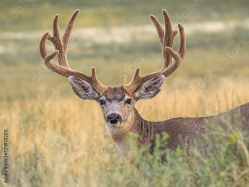 Fototapet velvet mule deer buck a meadow