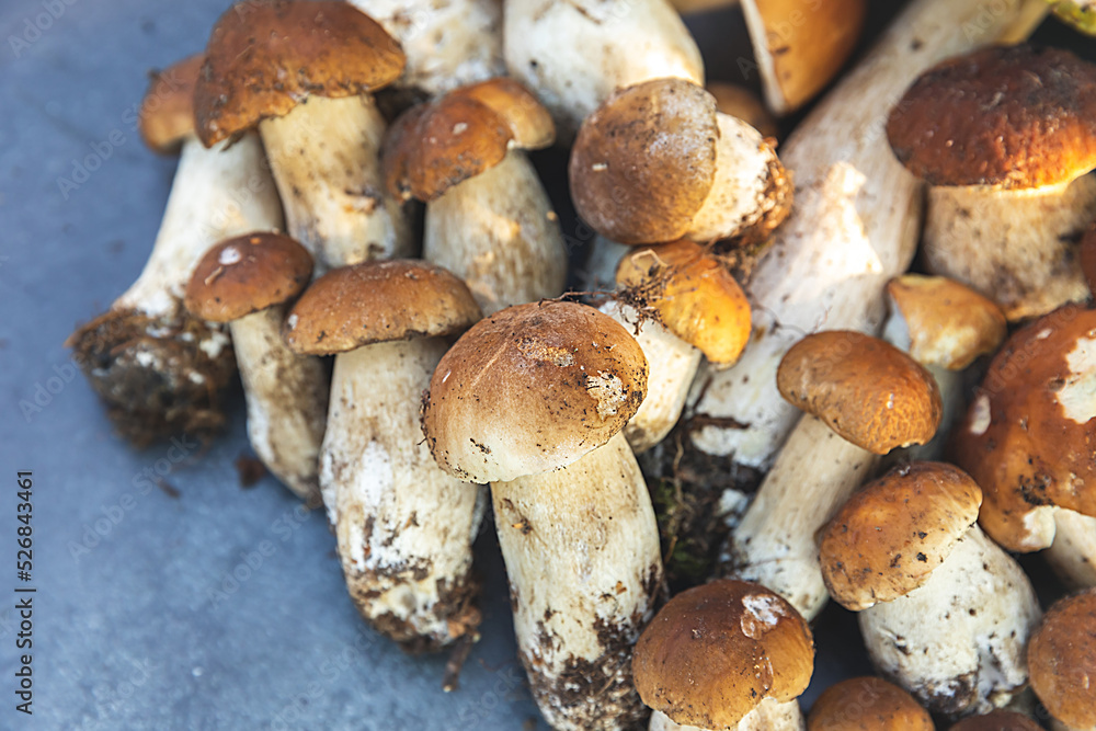 Autumn fall composition. Raw edible mushrooms Penny Bun on dark black stone shale background. Ceps over gray table. Cooking delicious organic mushroom gourmet food. Flat lay top view Autumn fall composition. Raw edible mushrooms Penny Bun on dark black stone shale background. Ceps over gray table. Cooking delicious organic mushroom gourmet food. Flat lay top view