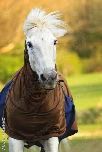 Weißes Pferd (Berber) mit Ekzemer Decke