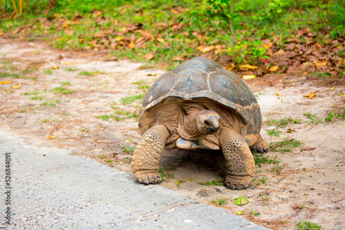 Gigantic Turtles in Seychelles, Rare Endemic Species, Giant Turtle, Aldabra Island, Population, Gigantic Turtles in Seychelles, Rare Endemic Species, Giant Turtle, Aldabra Island.