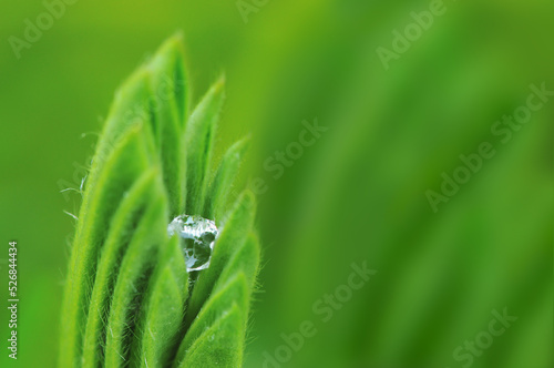 Dew drop inside green leaf.