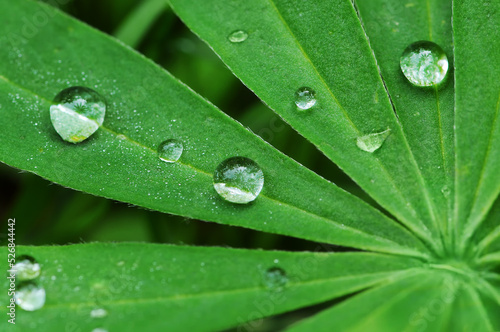 Dew drops on  leaf