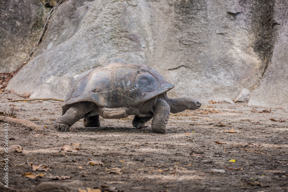 Fototapeta premium Gigantic Turtles in Seychelles, Rare Endemic Species, Giant Turtle, Aldabra Island, Population,Gigantic Turtles in Seychelles, Rare Endemic Species, Giant Turtle, Aldabra Island, Population, in Water
