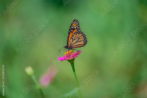 butterfly on flower © Iktwo