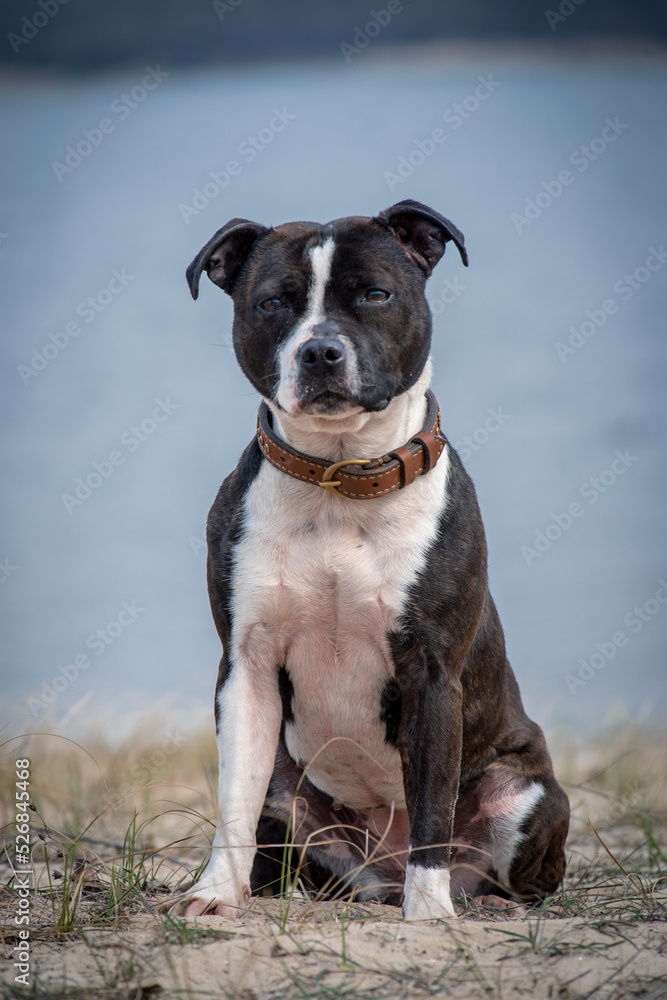 A dog of a beautiful color sits on the background of the river. Staffordshire bull terrier